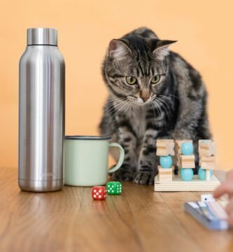 silver tabby cat on brown wooden table